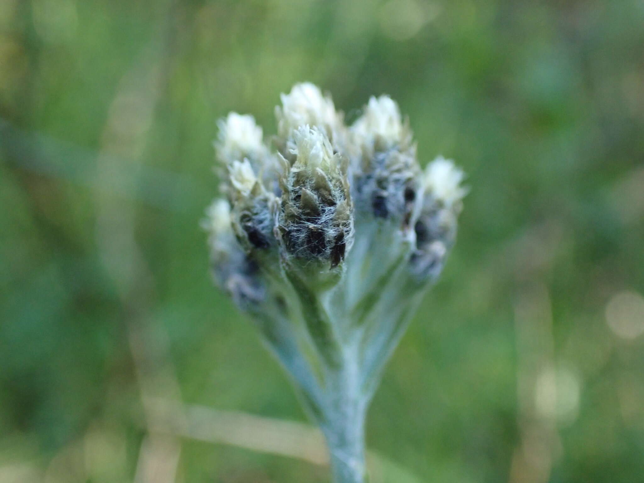 Plancia ëd Antennaria pulcherrima (Hook.) Greene