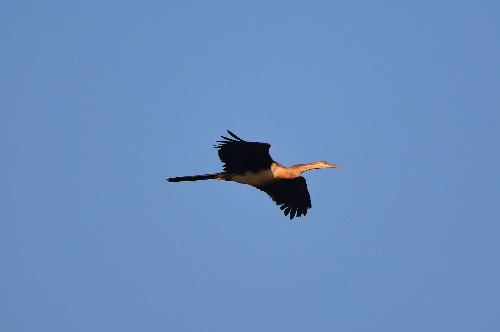 Image of Anhinga rufa rufa (Daudin 1802)