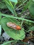 Image of Coenomyia