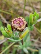 Image of Lampranthus lavisii (L. Bol.) L. Bol.