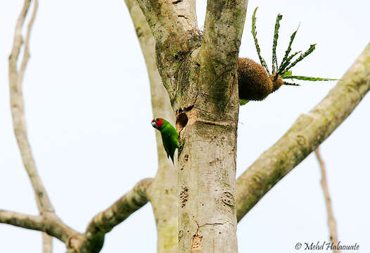 Image of Double-eyed Fig Parrot