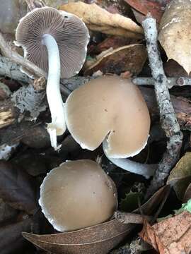 Psathyrella longipes (Peck) A. H. Sm. 1941 resmi