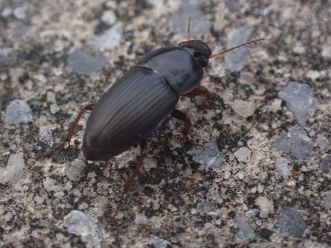 Image of Anisodactylus (Gynandrotarsus) rusticus (Say 1823)