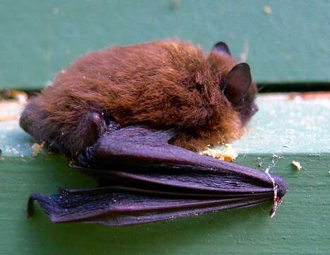 Image of California Myotis