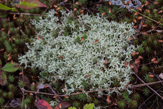 Image of Thorn cladonia