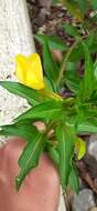 Image of common evening primrose