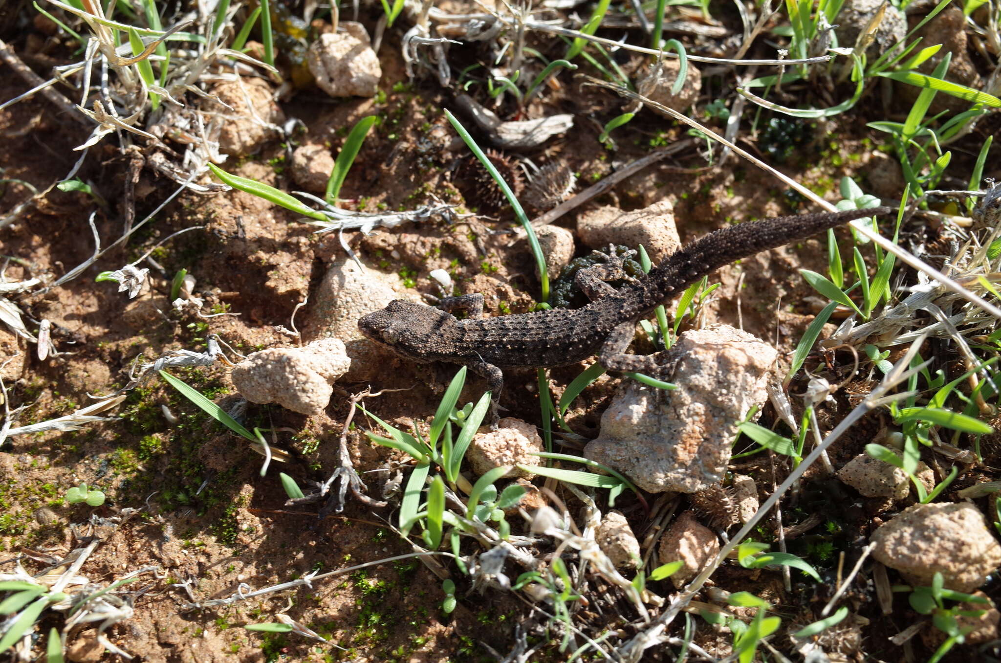 Image of Mediodactylus orientalis (Stepánek 1937)