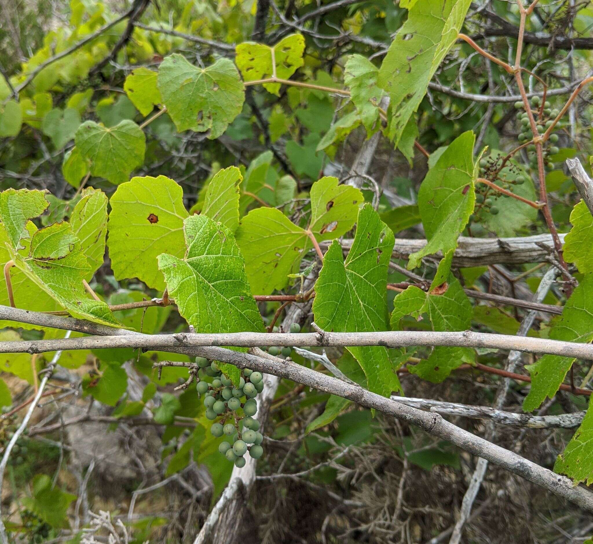 Image of Vitis berlandieri Planch.