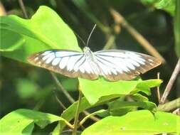 Image of Pareronia ceylanica (Felder & Felder (1865))