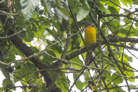 Image of Lagden's Bush Shrike