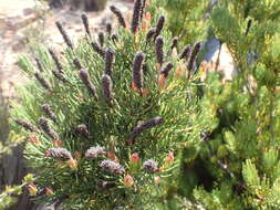 Image of Leucadendron nobile I. Williams