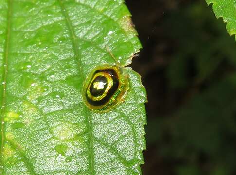 Microctenochira circinaria (Erichson 1847)的圖片