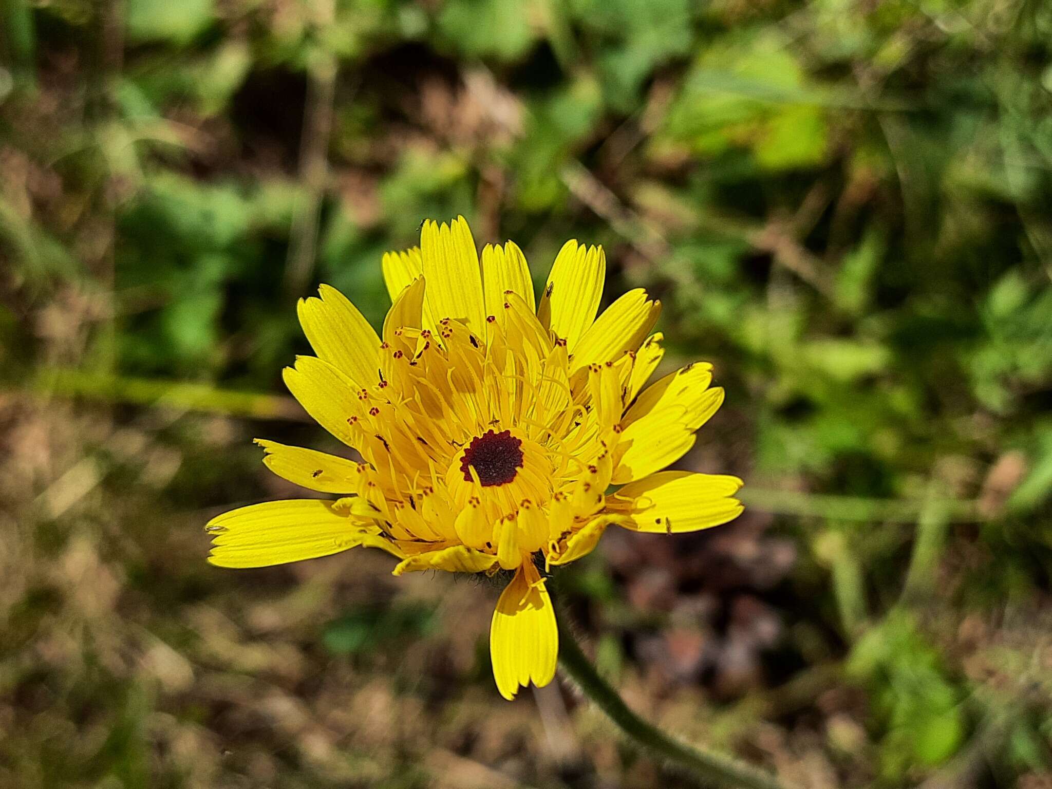 Image of Leontodon caucasicus (M. Bieb.) Fisch.