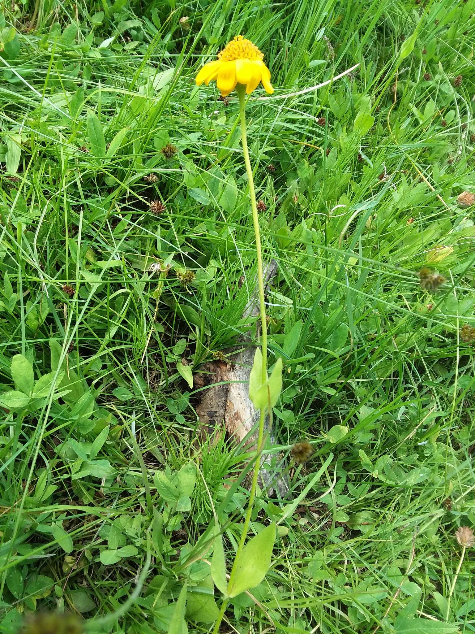 Image of hairy arnica