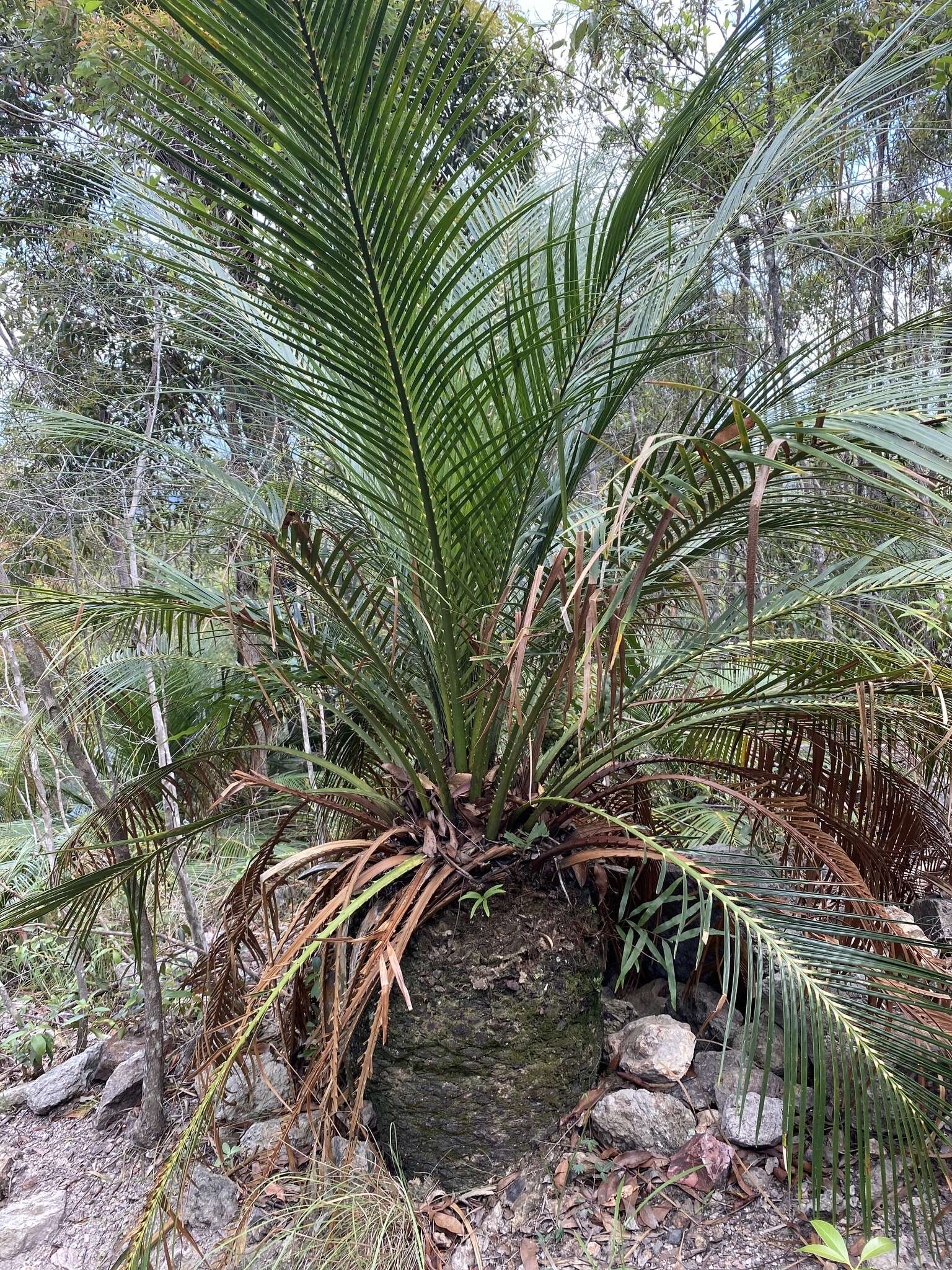 Image of Macrozamia miquelii (F. Muell.) A. DC.