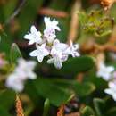 Imagem de Valeriana bracteata Benth.