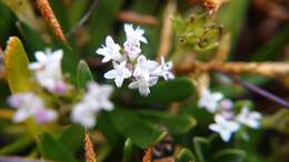 Imagem de Valeriana bracteata Benth.