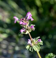 Stachys bullata Benth. resmi