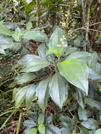 Imagem de Miconia mirabilis (Aubl.) L. O. Williams