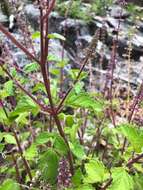 صورة <i>Coleus australis</i>