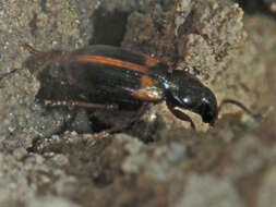 Image of Carabidae