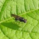 Image of Adoxomyia subulata (Loew 1866)