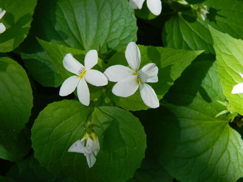 Слика од Viola canadensis var. rugulosa (Greene) C. L. Hitchc.