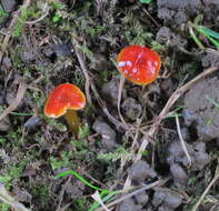 Image of Hygrocybe minutula (Peck) Murrill 1916