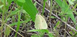 Image of <i>Colias <i>lesbia</i></i> lesbia