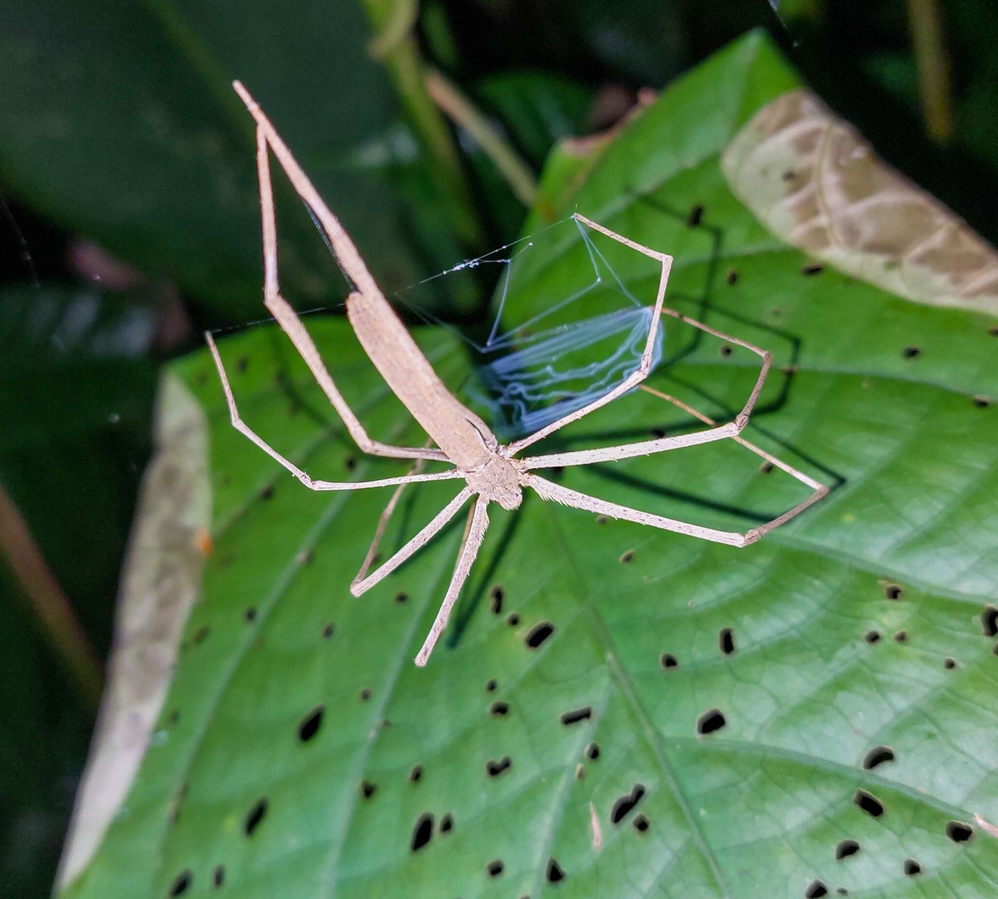 Image of Deinopis longipes F. O. Pickard-Cambridge 1902