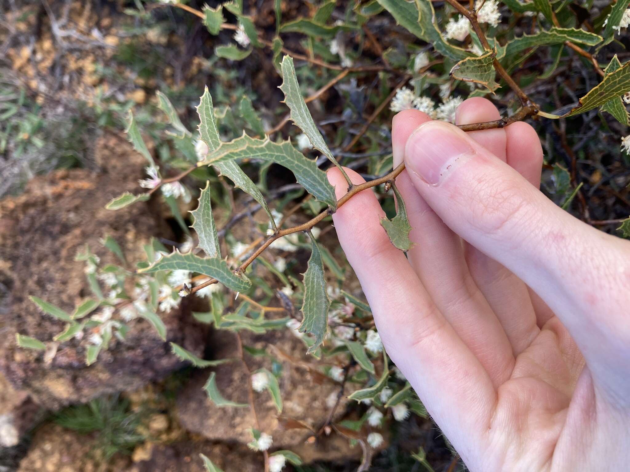 Image of Hakea anadenia Haegi