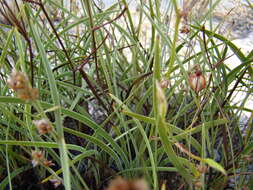 Image of Aristea africana (L.) Hoffmanns.