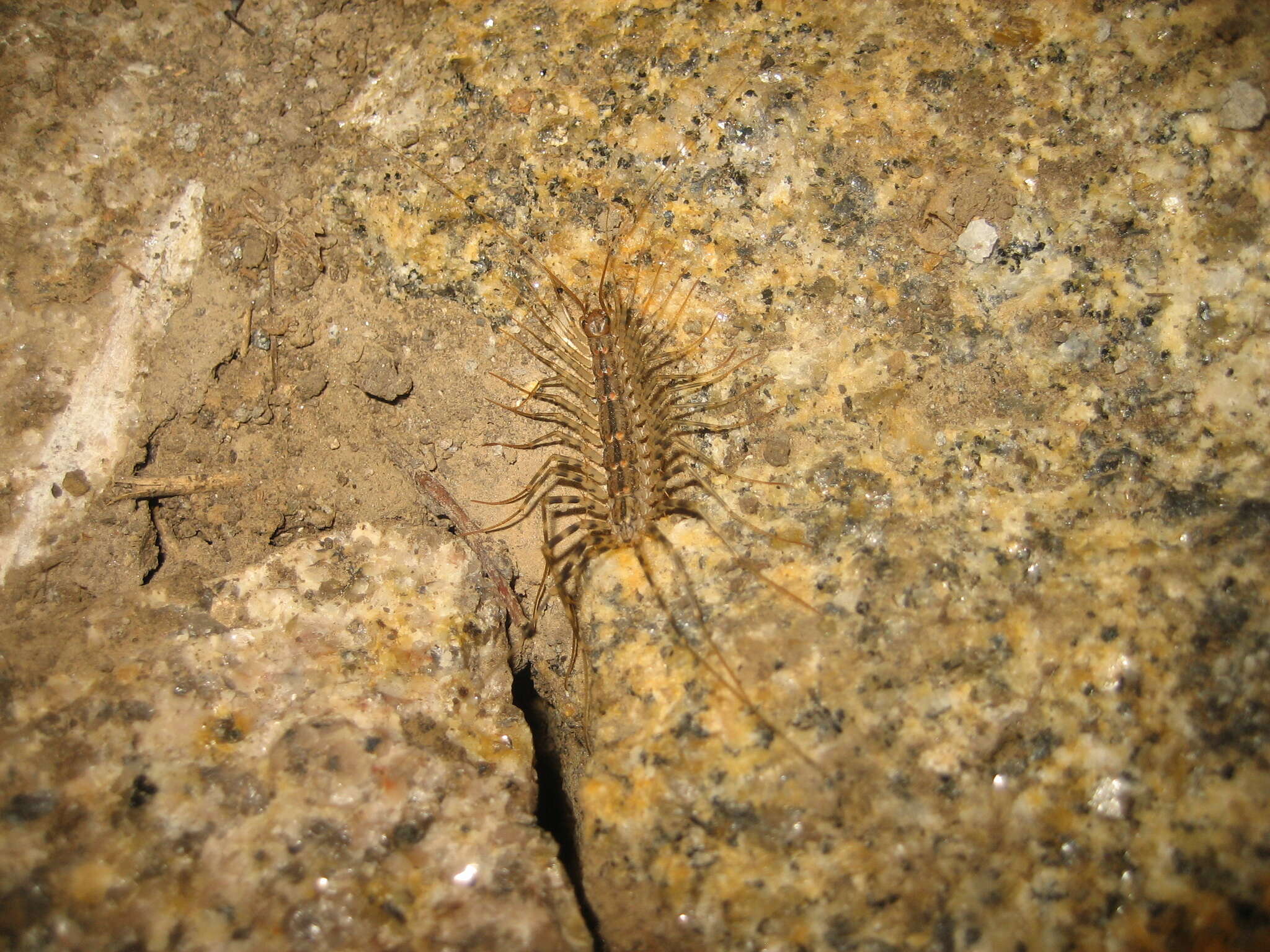 Image of Japanese House Centipede