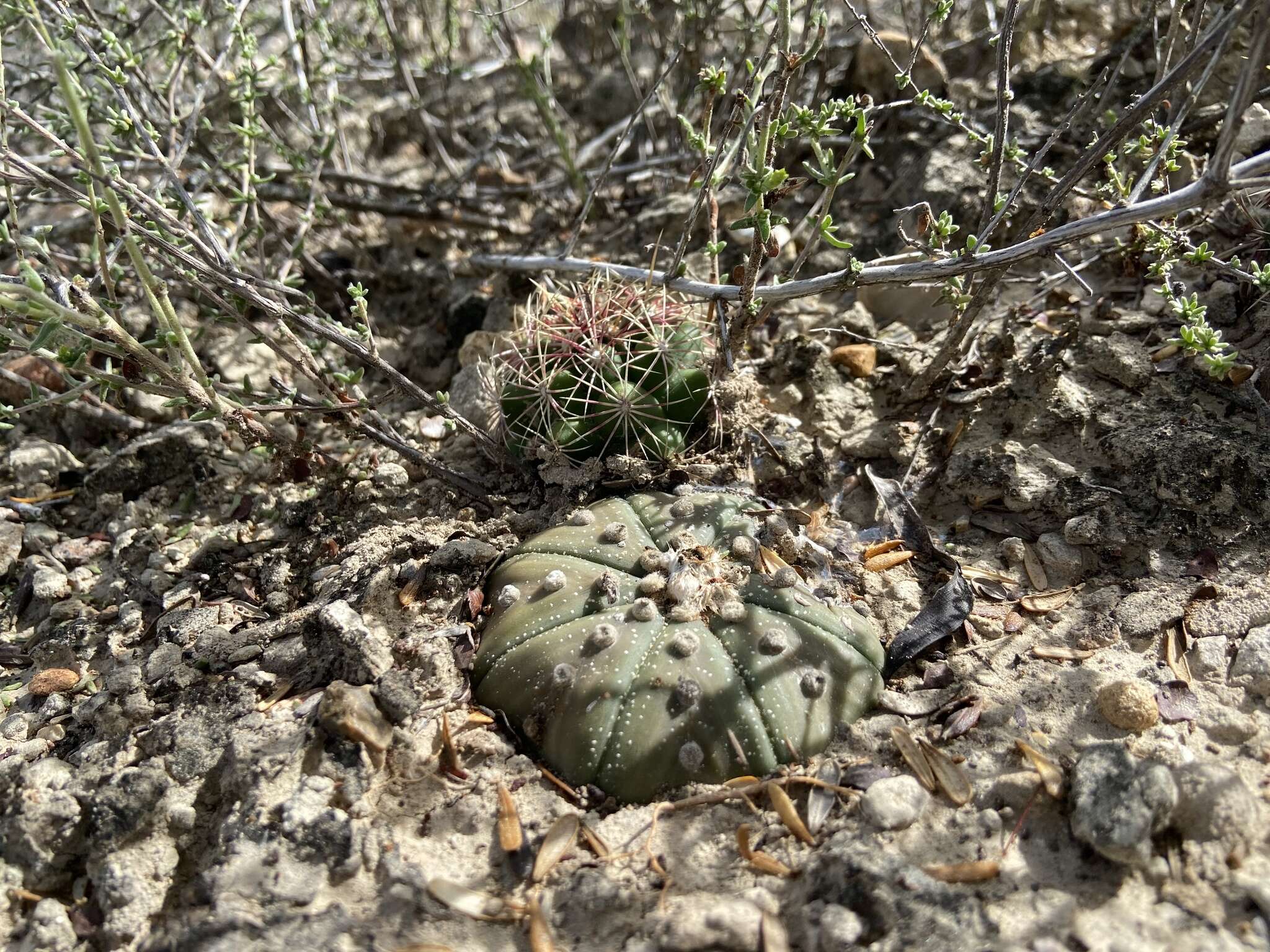 Image of Sand Dollar Cactus