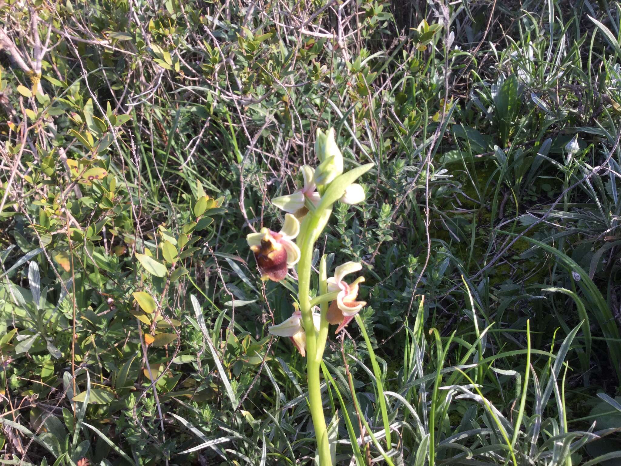 Image of Ophrys fuciflora subsp. grandiflora (H. Fleischm. & Soó) Faurh.