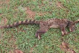 Image of African palm civets