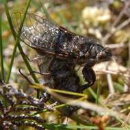 Image of Campbell’s cicada