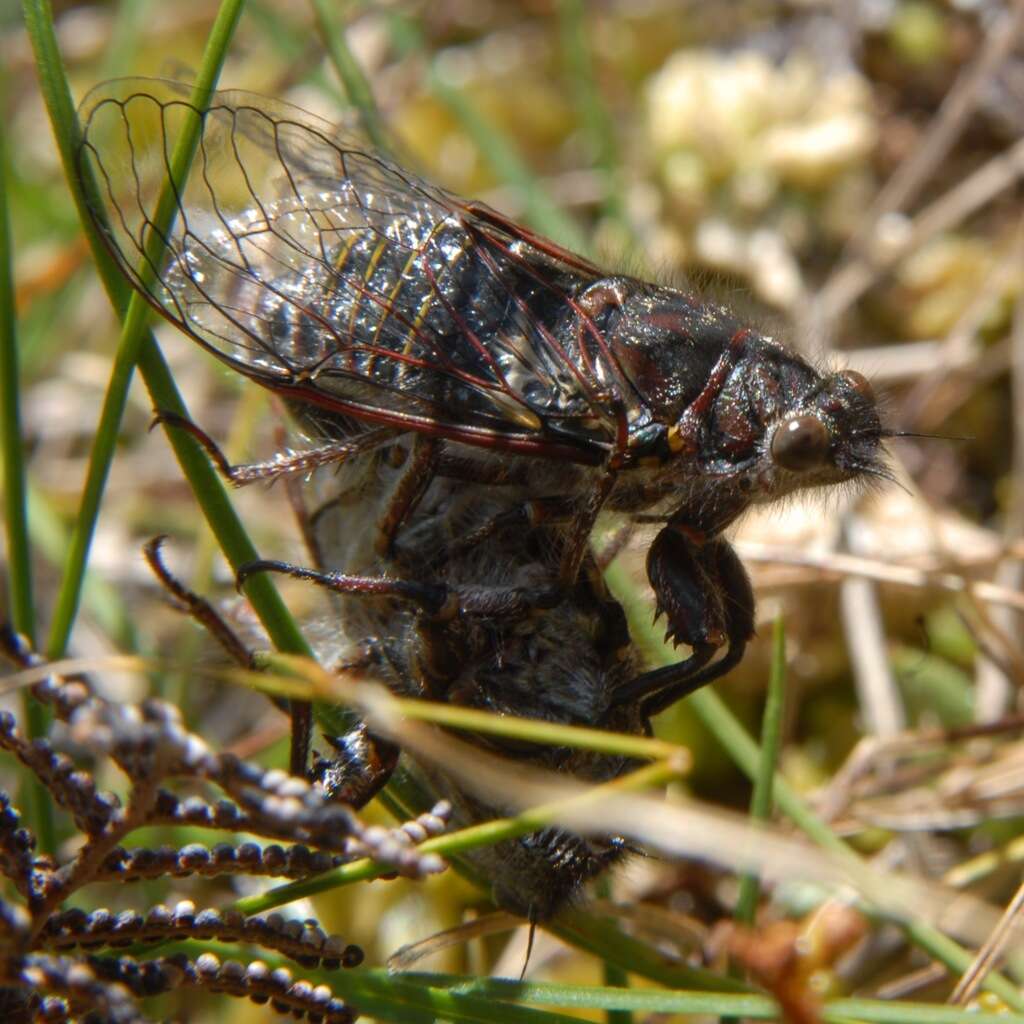 Image of Campbell’s cicada