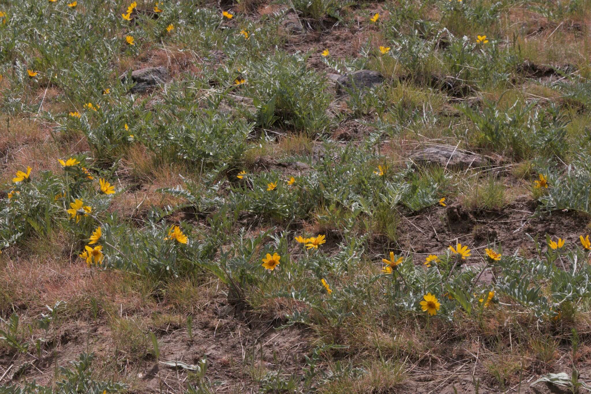 Image of Hooker's balsamroot