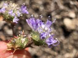 Image of Calistoga pincushionplant