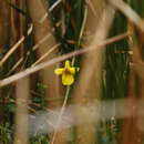 Sivun Viola magellanica Forst. fil. kuva