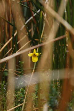 Image of Viola magellanica Forst. fil.