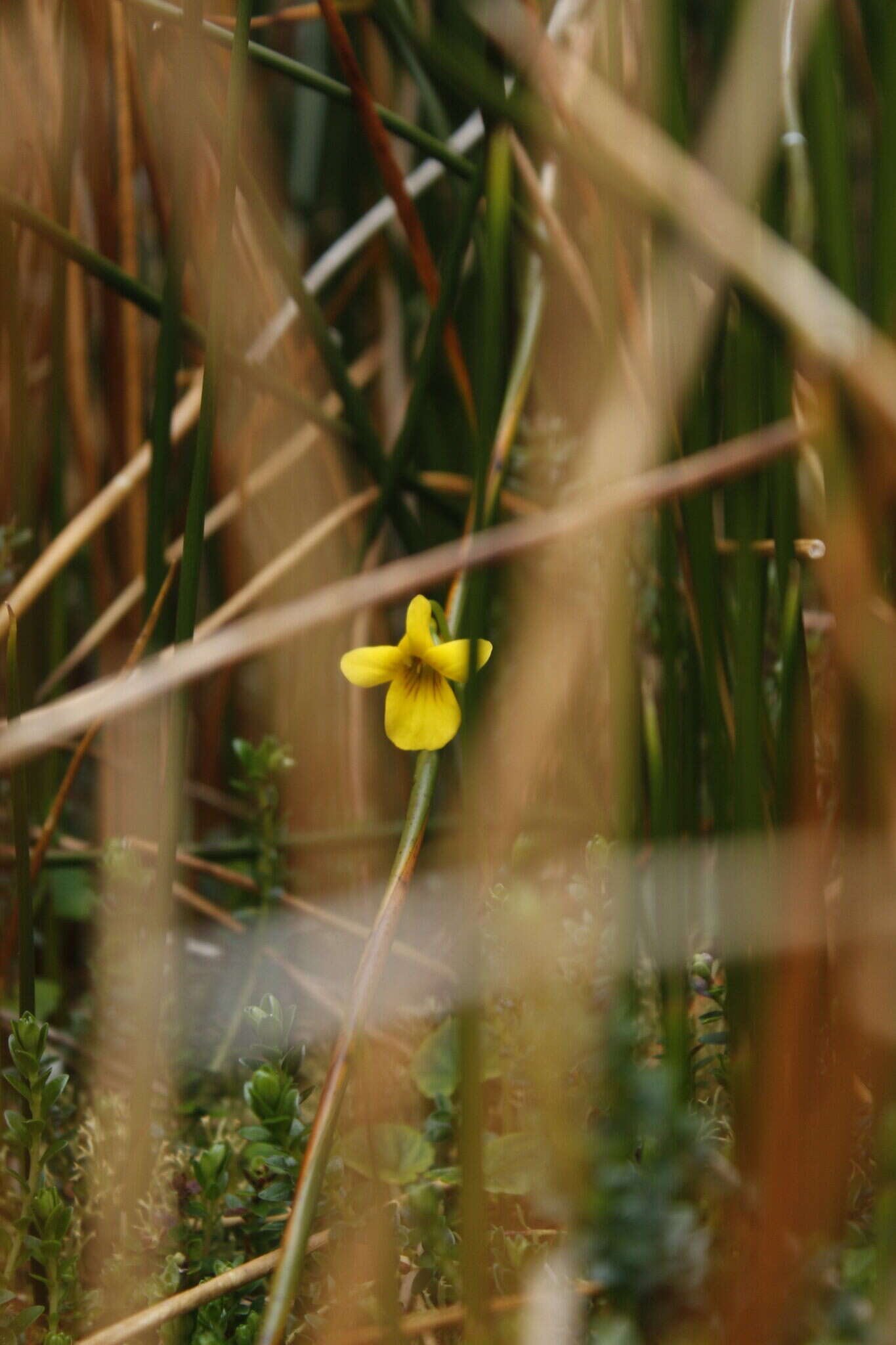 Слика од Viola magellanica Forst. fil.