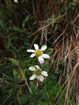 Image of Iocenes acanthifolius (Hombr. & Jacq.) B. Nord.