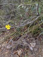 Image of Hawai'i yelloweyed grass