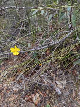 Image of Hawai'i yelloweyed grass