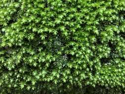 Image of plagiothecium moss