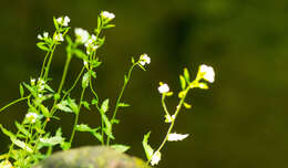 صورة Draba arabisans Michx.