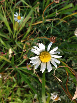 Image of Oxeye Daisy