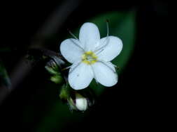 Image de Myosotis brockiei subsp. brockiei